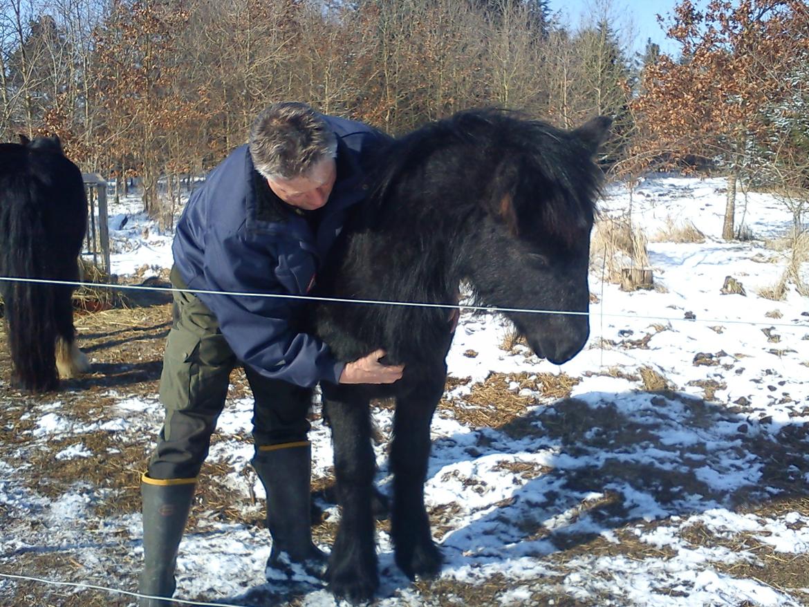 Fell pony Tarpans Fellboy - dejligt at blive nusset billede 17