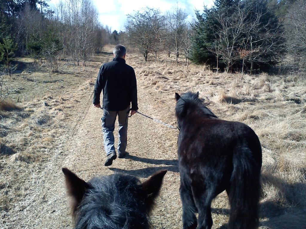 Fell pony Tarpans Fellboy - Ud og se på verden billede 18