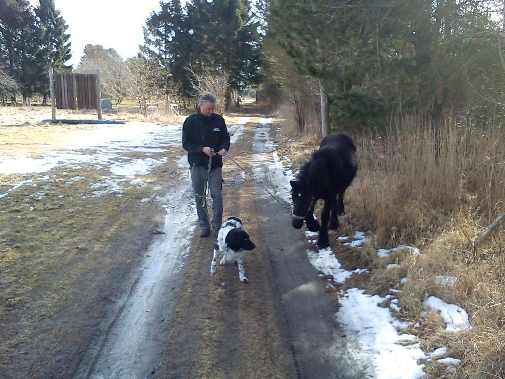 Fell pony Tarpans Fellboy - Kigger lige lidt på hunden også billede 19