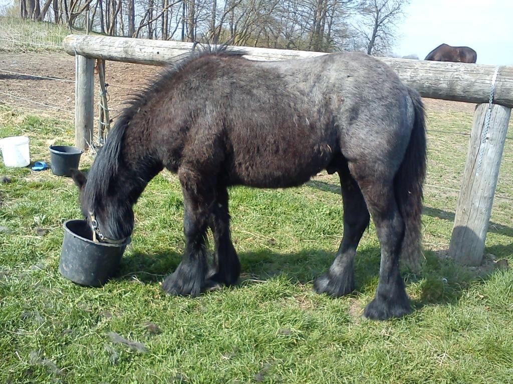 Fell pony Tarpans Fellboy - Fælder i stor stil og er blevet helt grå på røven billede 20