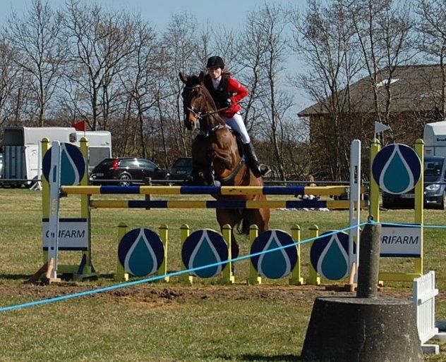 Dansk Varmblod Capriolé billede 11