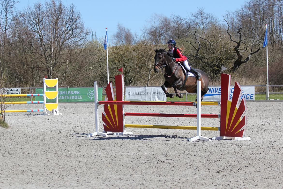 Irsk Sportspony Ebonys Star - Mig og Ebony til vores første stævne hvor vi startede S* billede 5