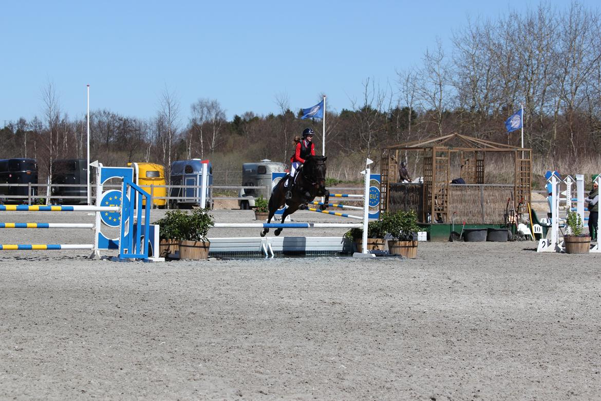 Irsk Sportspony Ebonys Star - MA** til vores første stævne billede 7