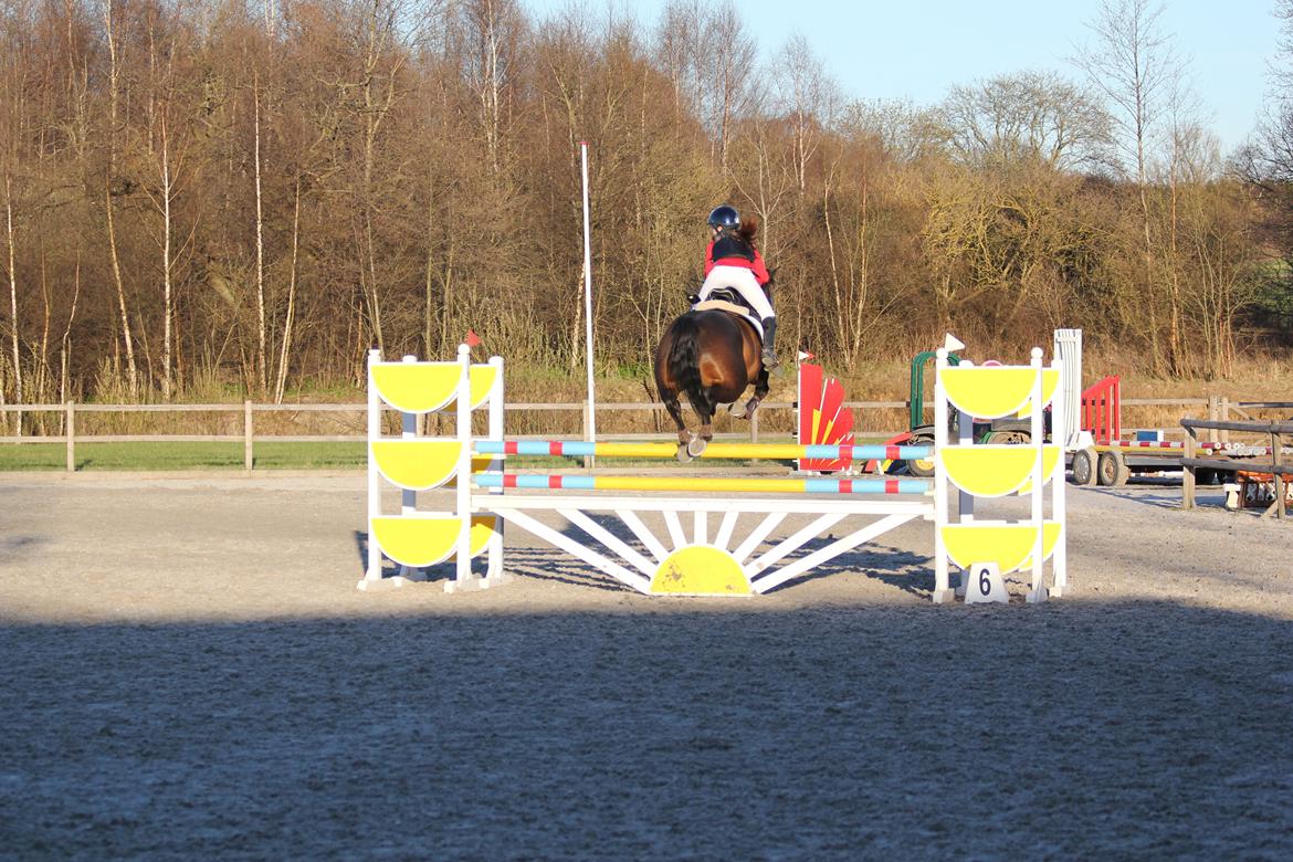 Irsk Sportspony Ebonys Star billede 15