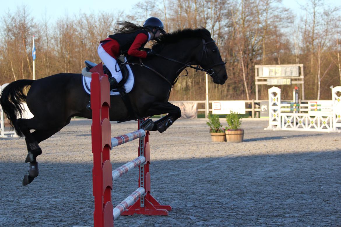 Irsk Sportspony Ebonys Star - Ebony og jeg til vores første stævne hvor vi startede S* billede 2