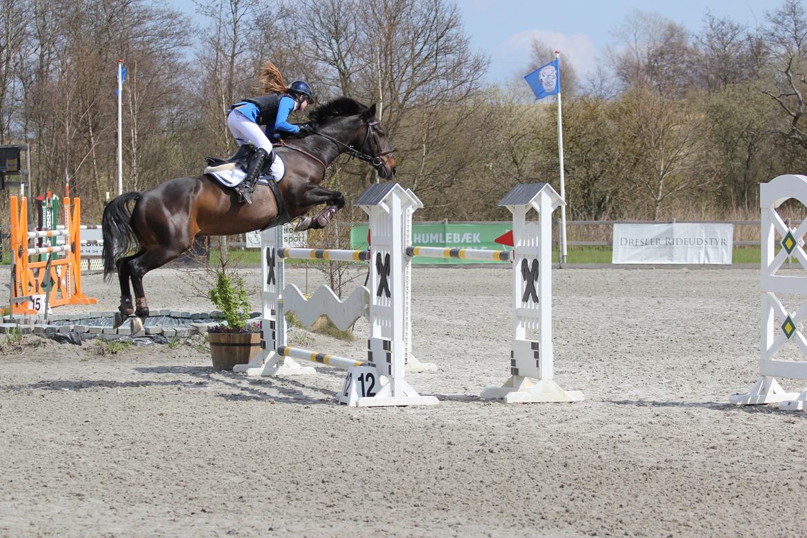 Irsk Sportspony Ebonys Star - S* billede 8