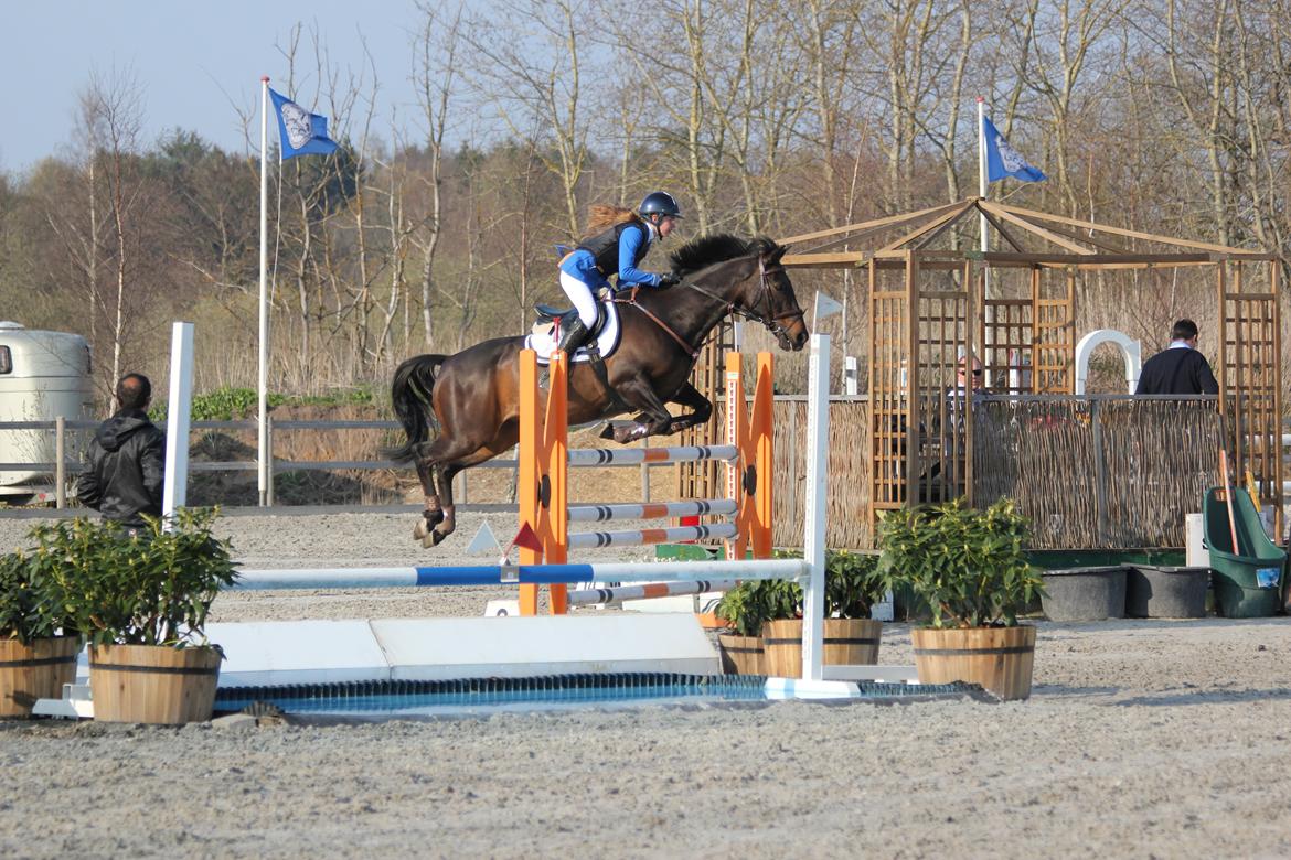 Irsk Sportspony Ebonys Star billede 10