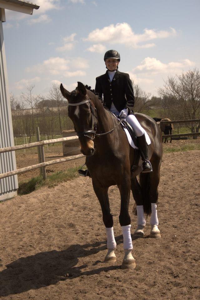 Dansk Varmblod - Laurberggaard's Ludwig - Klar til stævne ♥ billede 6