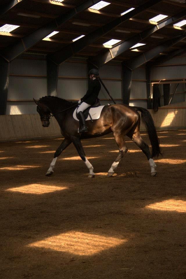 Dansk Varmblod - Laurberggaard's Ludwig - Lb1 <3 billede 16