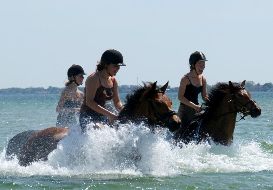 New Forest | Lundemarksgårds Saga - På stranden maj 2012 <3 Se flere billeder i fotoalbum! - Foto: Lotte Dahlin billede 20