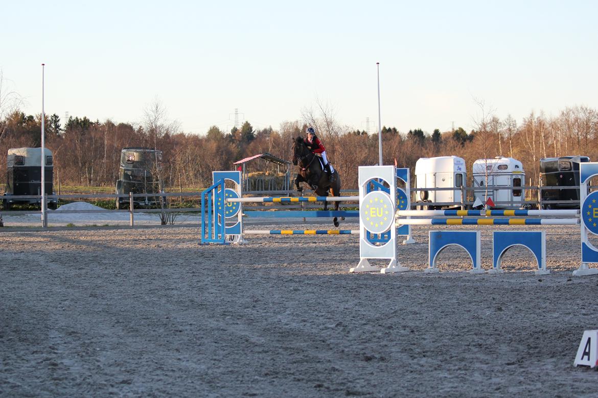 Irsk Sportspony Ebonys Star billede 11