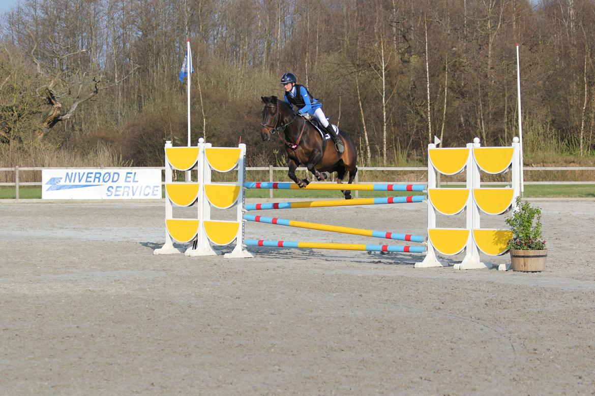 Irsk Sportspony Ebonys Star billede 17