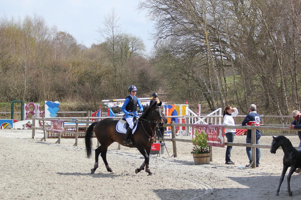 Irsk Sportspony Ebonys Star billede 13