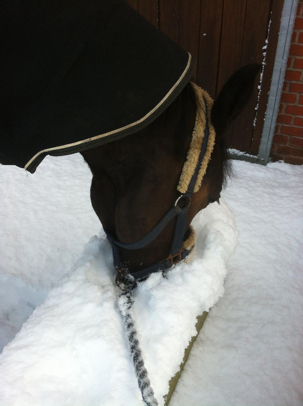 Dansk Varmblod Rødhøjs Felicia - Min pige i sneen 2013 billede 10