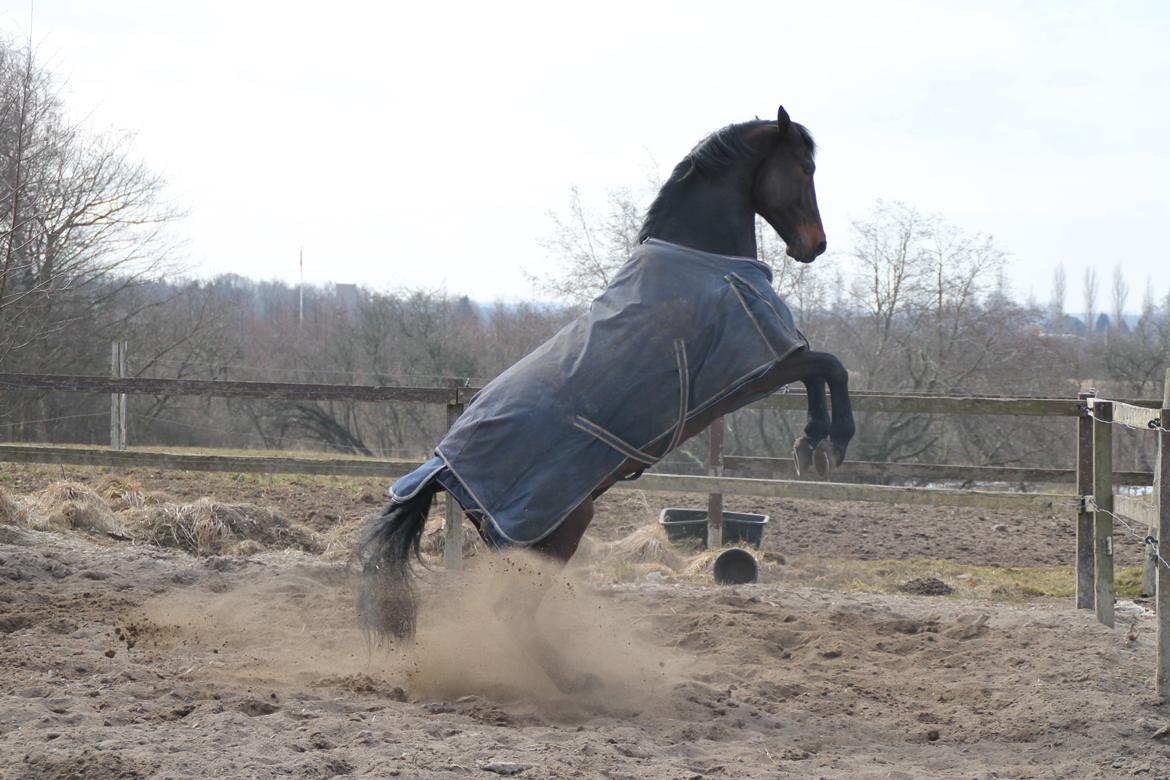 Oldenborg Hestbækvejens Begman - A Hest billede 8