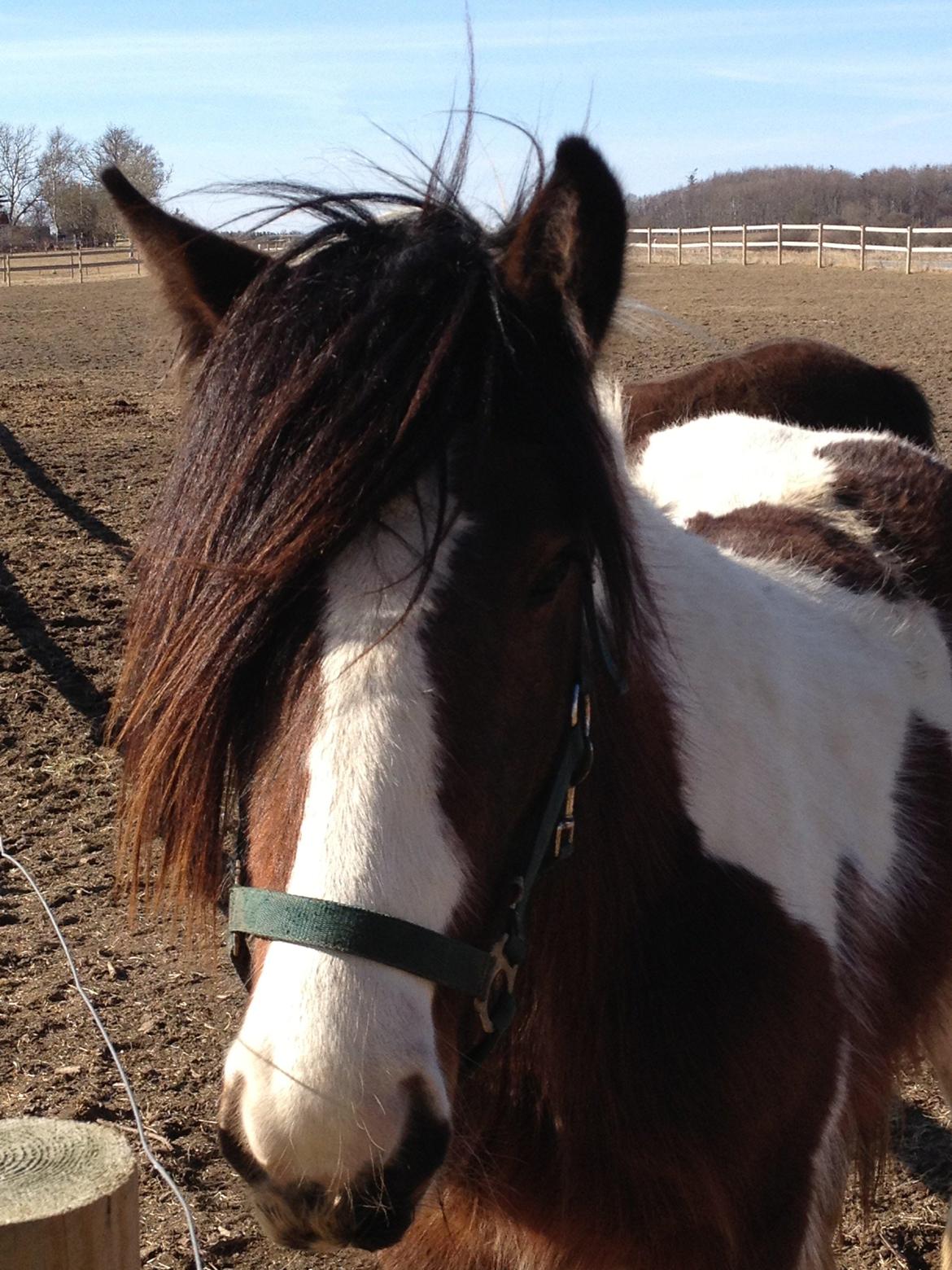 Tinker Little Miss Daisy   - Så bliver "lille" pigen snart 2 år :o) billede 4