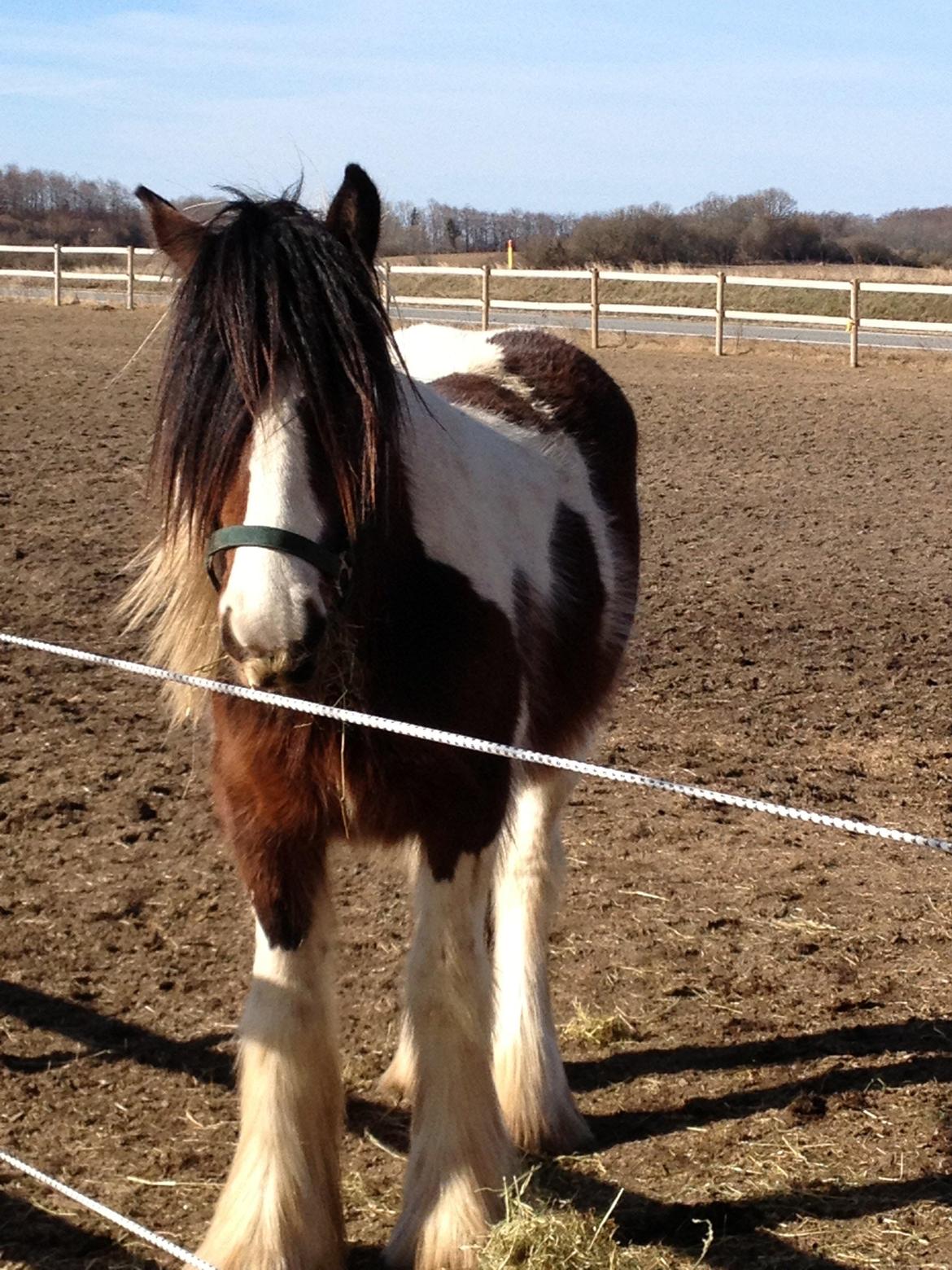 Tinker Little Miss Daisy   billede 5