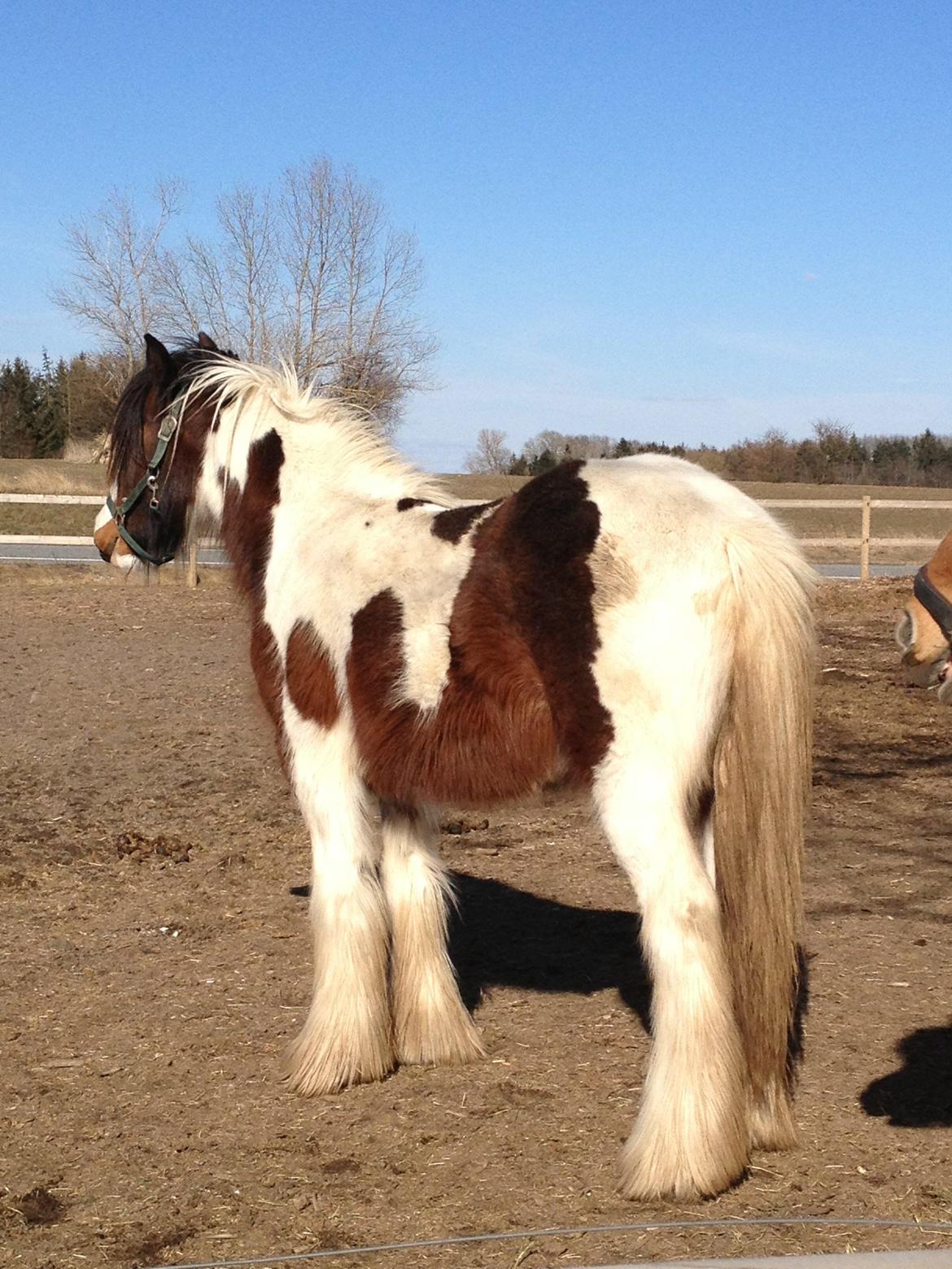 Tinker Little Miss Daisy   billede 6