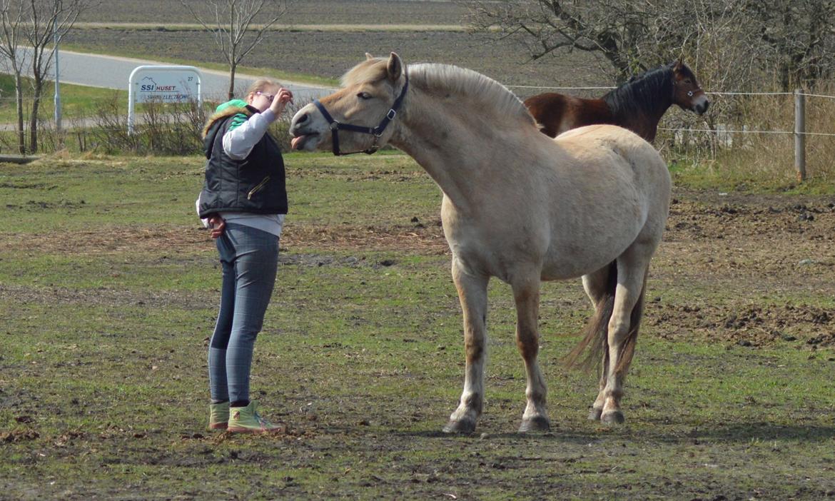 Fjordhest | Odin Møldrup | Hotte  - Søøde hotte :)

Taget af Mor. billede 19