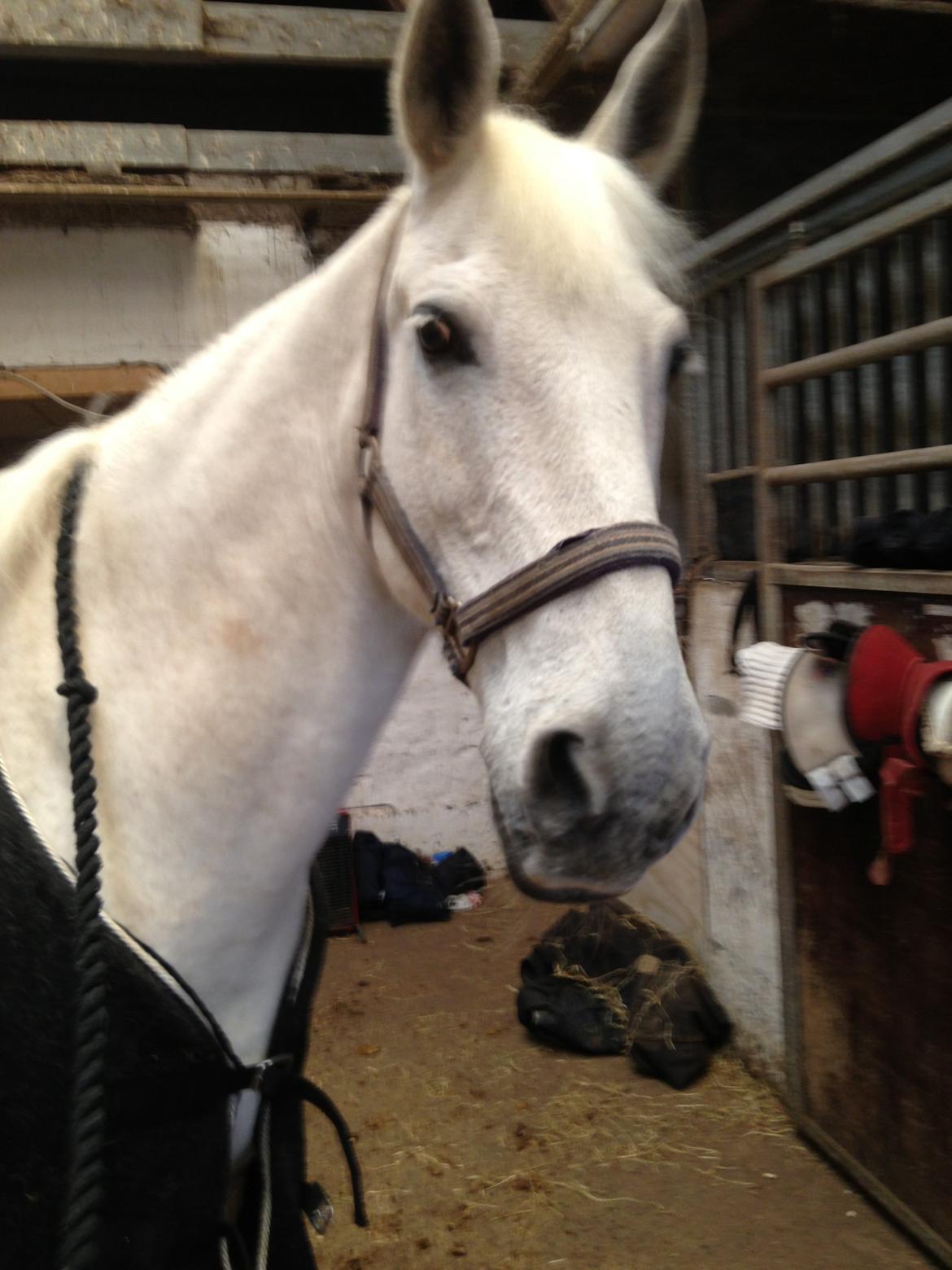 Anden særlig race Mickey billede 20