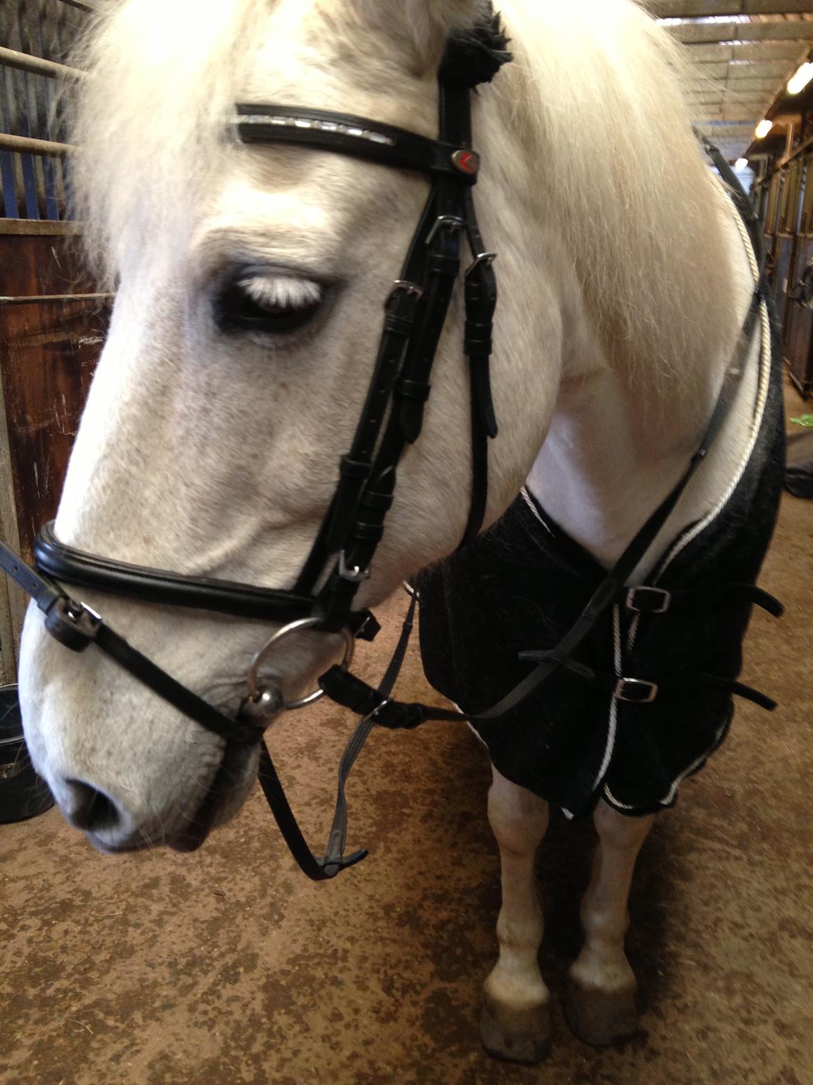 Anden særlig race Mickey billede 1