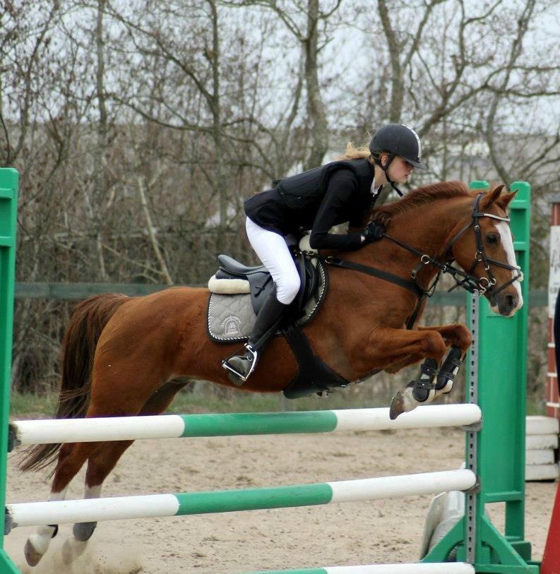New Forest Snoepie billede 2