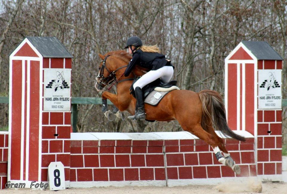 New Forest Snoepie billede 14