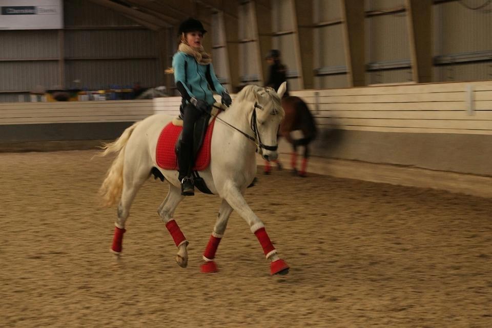 Hollandsk Sportspony Powergirl A-PONY - Dejlige pony <3 billede 15