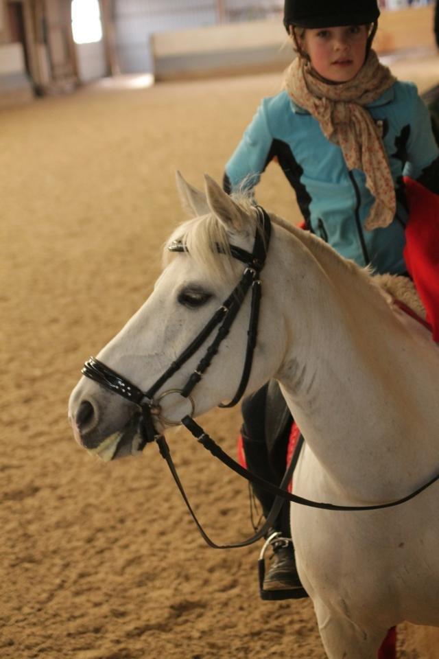 Hollandsk Sportspony Powergirl A-PONY - Efter en skøøønnoo ridetime <3 billede 14