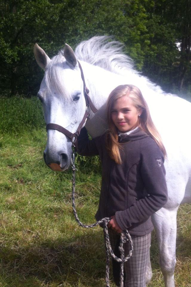 Hollandsk Sportspony Powergirl A-PONY billede 20