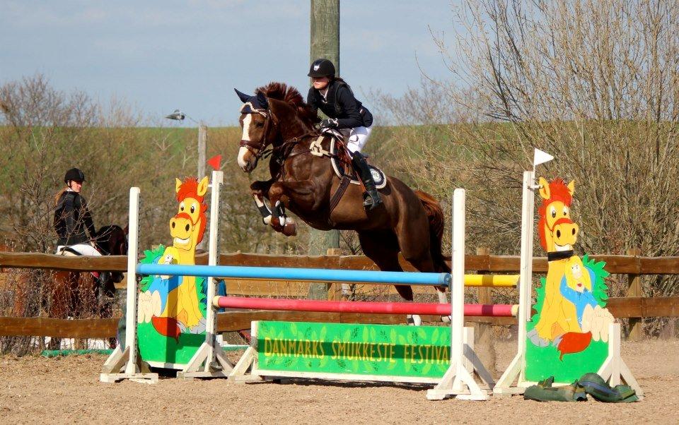 Belgisk varmblod D´Amour V/H Dennenhof - Stævne i HYOR i LB2** egnsmesterskab Foto : Cecilie billede 5