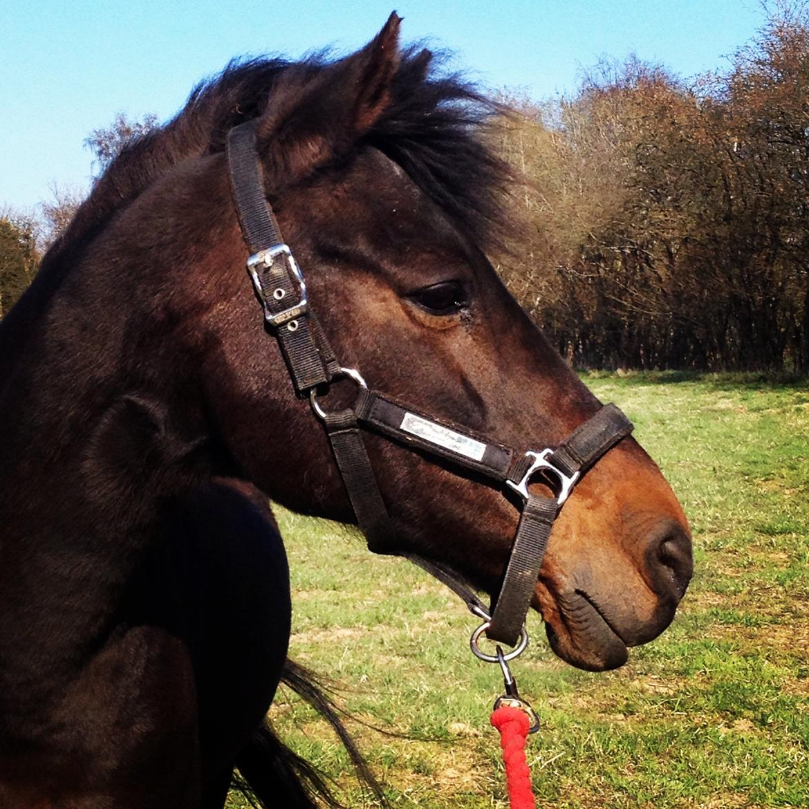 New Forest Bella - Velkommen til Bellas profil!! :-D Giv gerne en bedømmelse og kommentar!! <3 <3 <3 billede 1