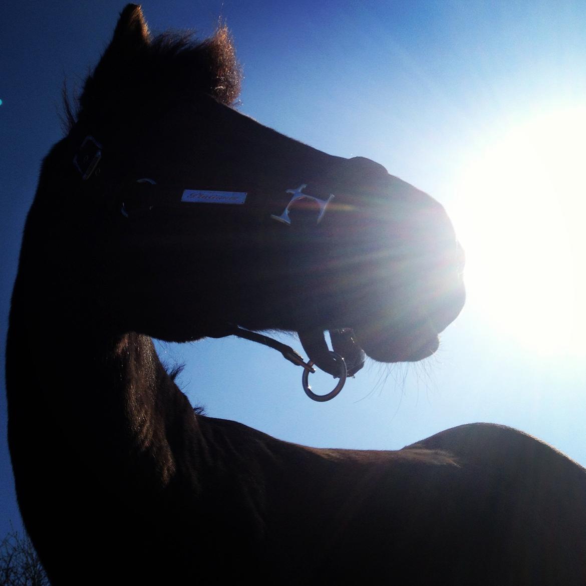 New Forest Bella billede 4