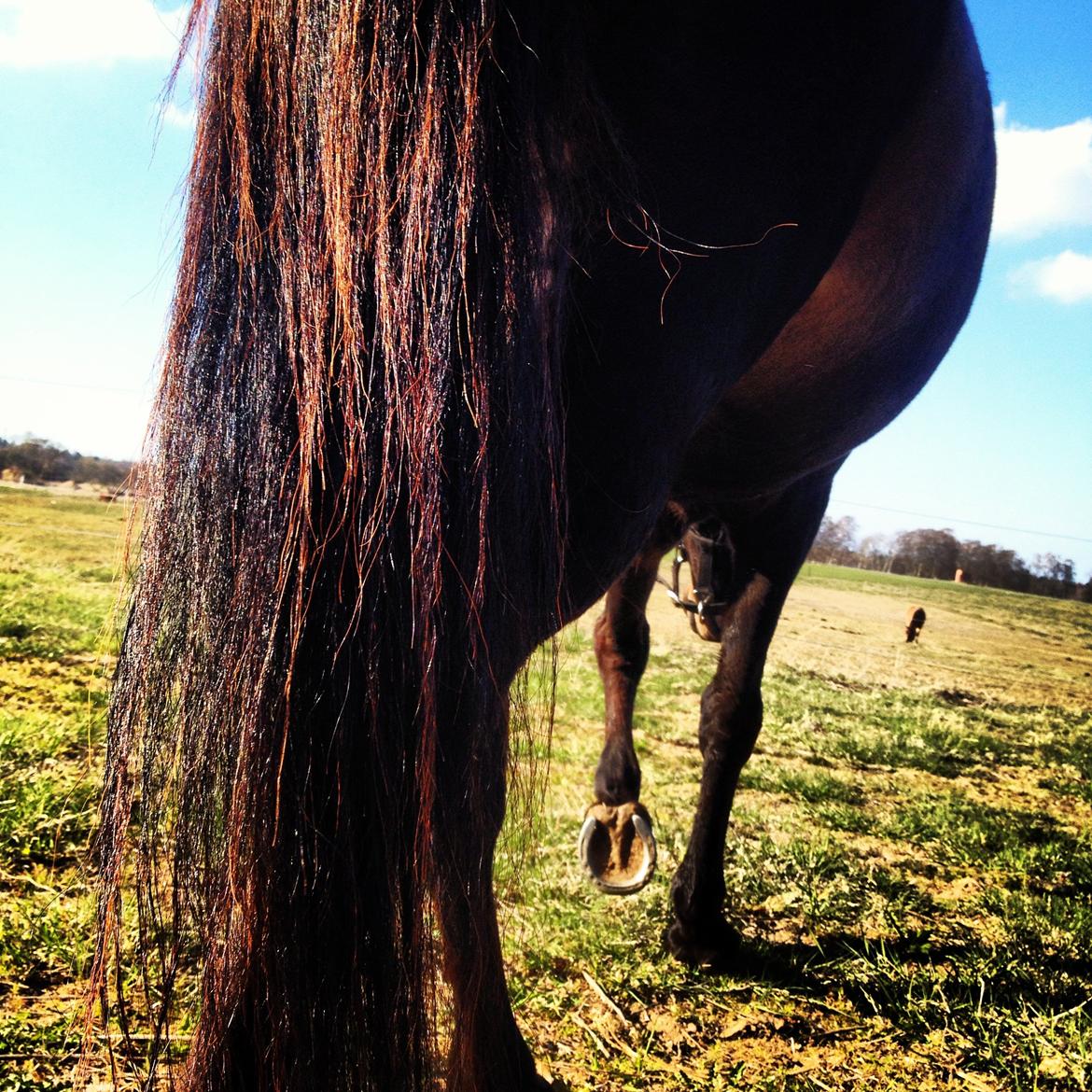 New Forest Bella - Når enden er god, er alting godt.. <3 billede 18