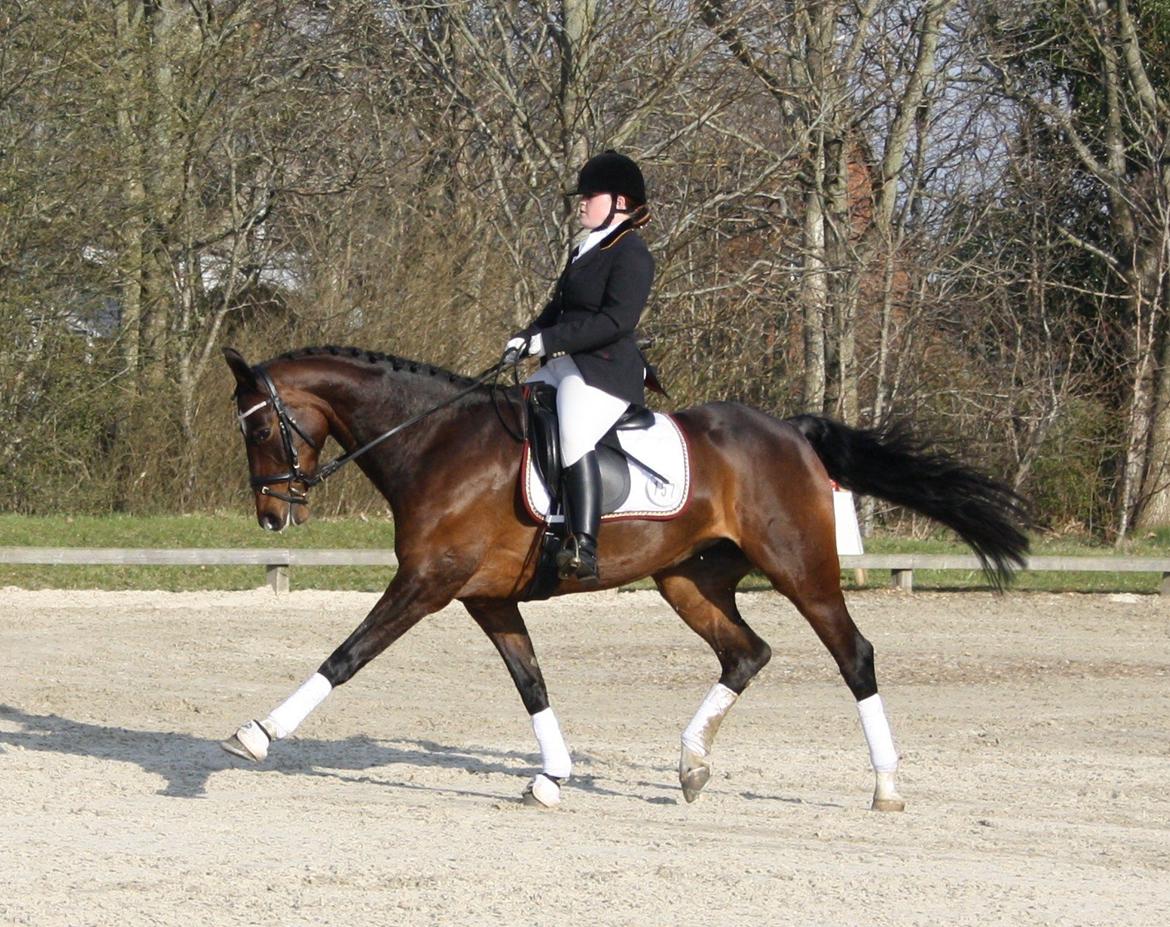 Dansk Varmblod Ocean billede 12