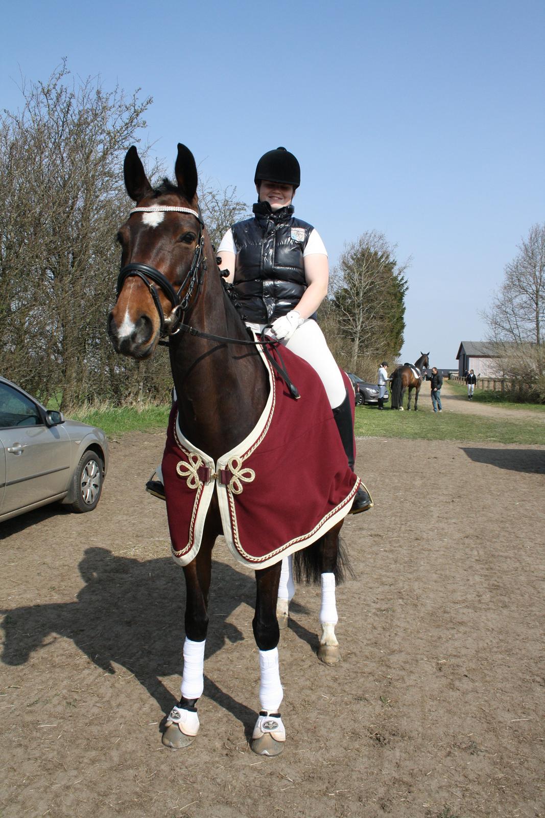 Dansk Varmblod Ocean billede 11