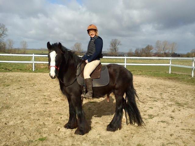 Irish Cob Kloster's Maxi - *vikarhesten* - stiller gerne op for fotografen billede 20