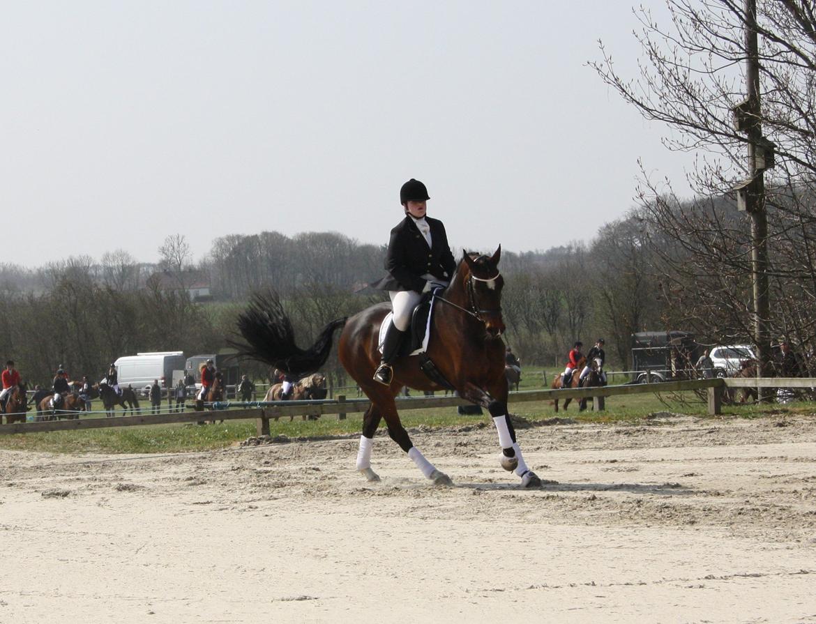 Dansk Varmblod Ocean billede 7