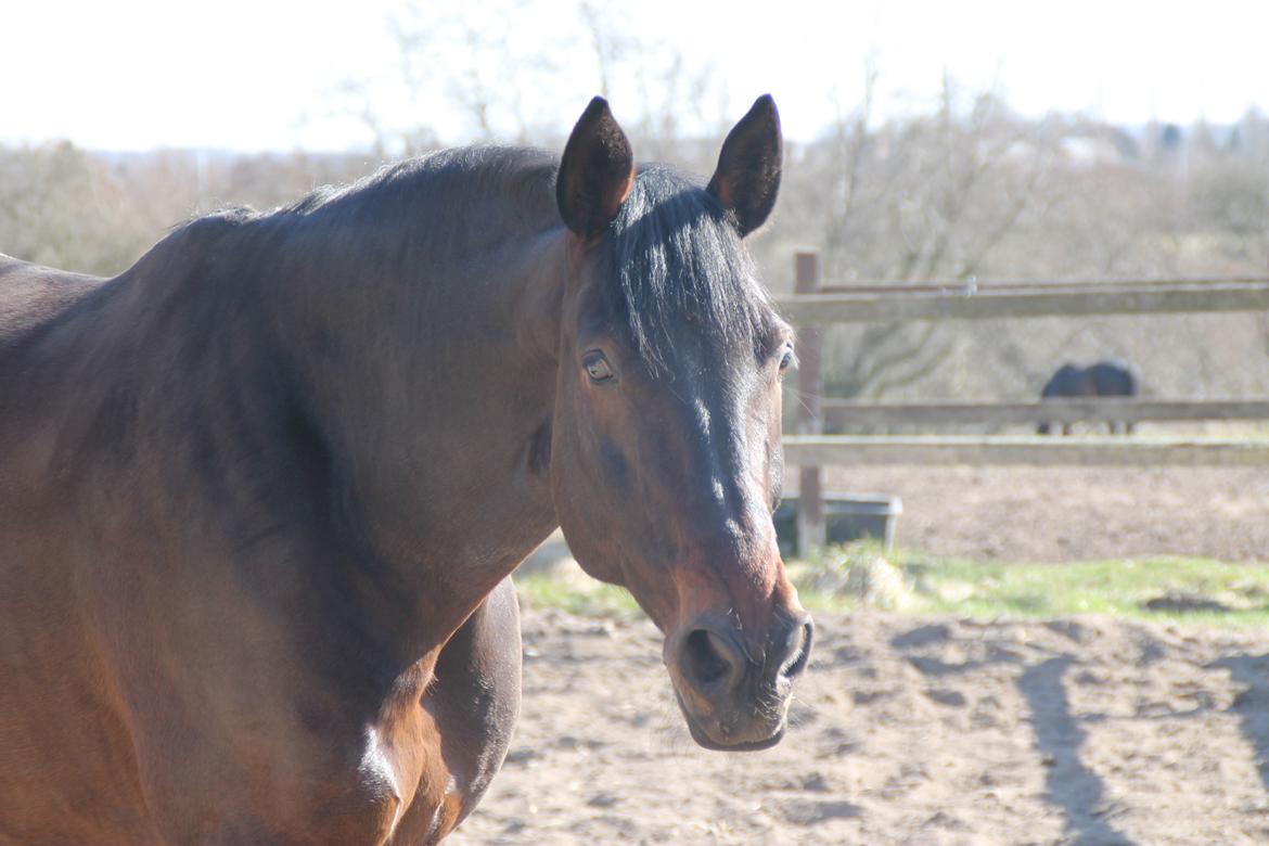 Oldenborg Hestbækvejens Begman - A Hest billede 14