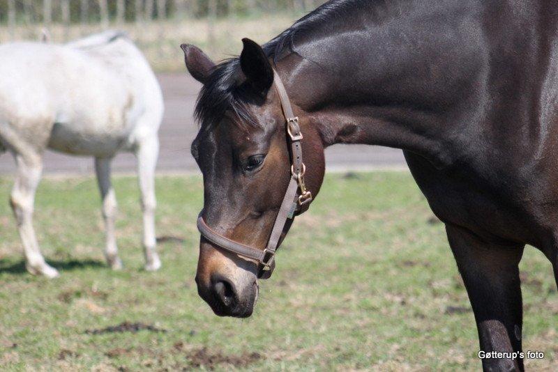 Trakehner Atlina - Foto: Gøtterup's foto
Billederne må ikke bruges uden tilladelse. billede 15