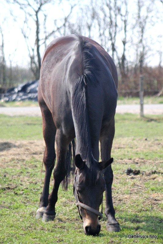 Trakehner Atlina - om nom nom nom Lækker græs..

Foto: Gøtterup's foto
Billederne må ikke bruges uden tilladelse. billede 16