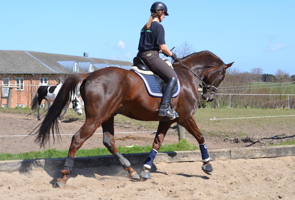 Dansk Varmblod Alby's Don De Luxe billede 1