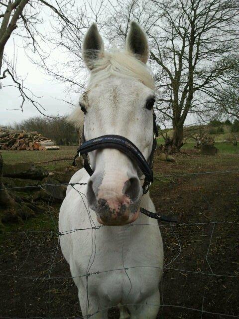 Arabisk fuldblod (OX) Faruk - Inden de gjorde den smukke dreng klar til konfirmation :-* - foto taget af Alberte billede 9