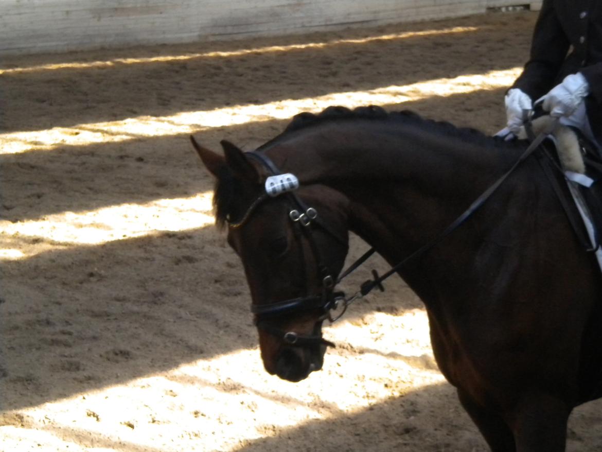 Dansk Varmblod Faster billede 19