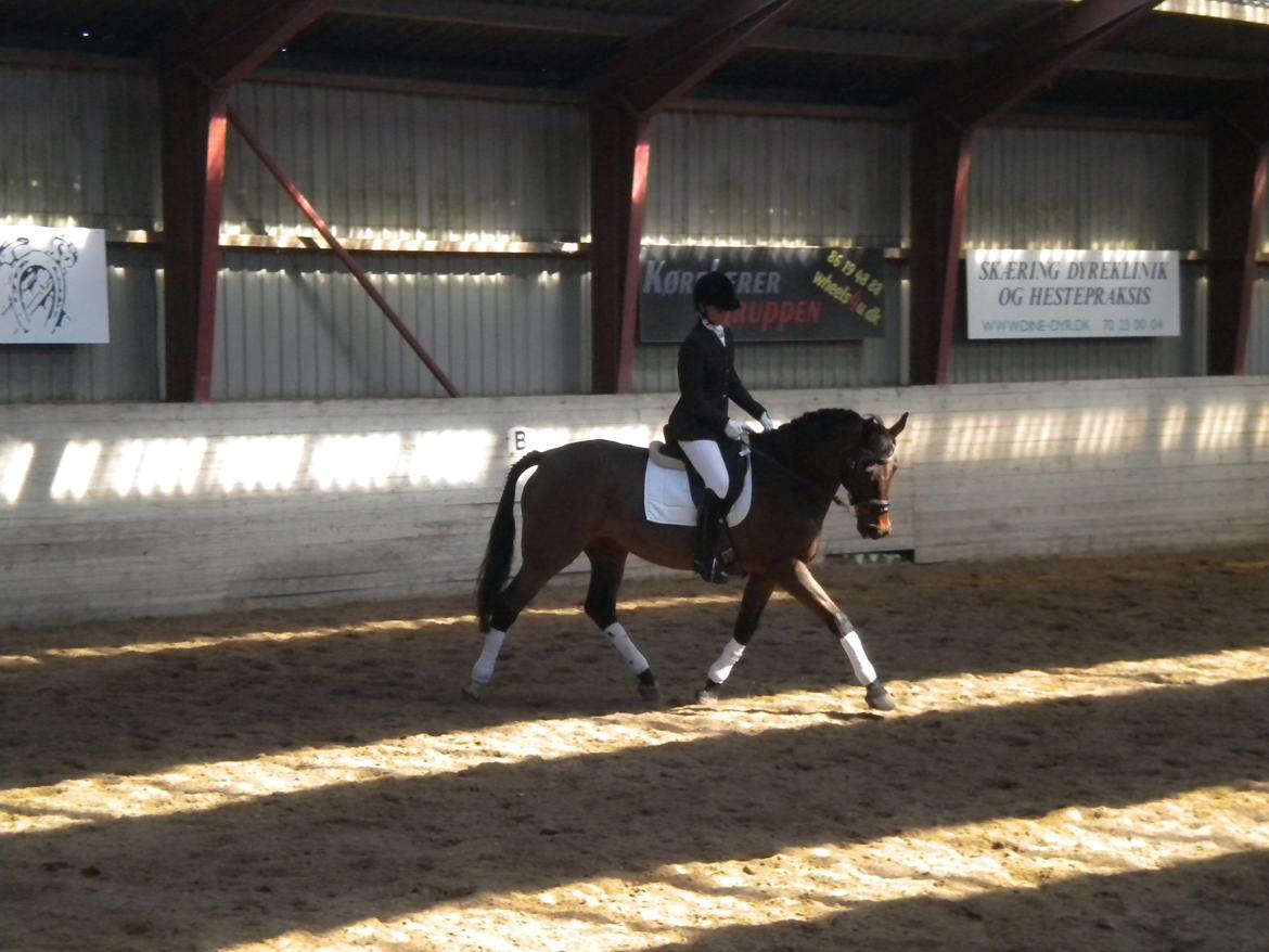 Dansk Varmblod Faster billede 20