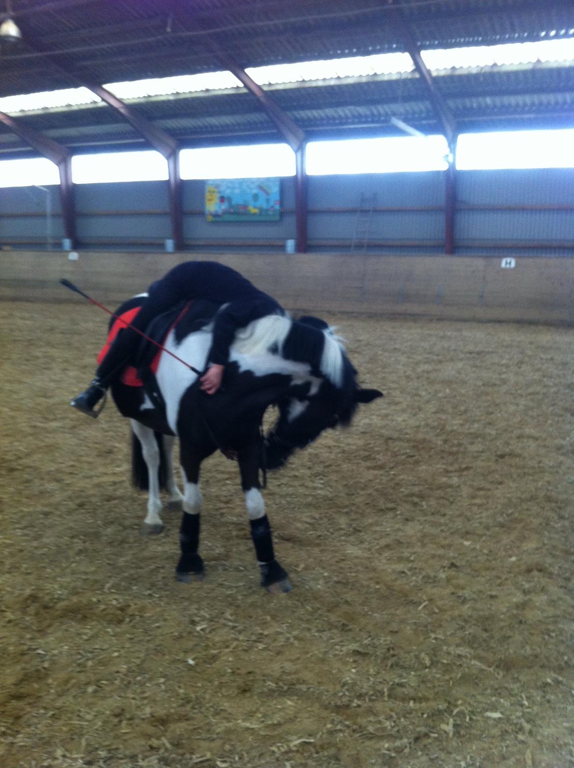 Anden særlig race Bonni billede 14