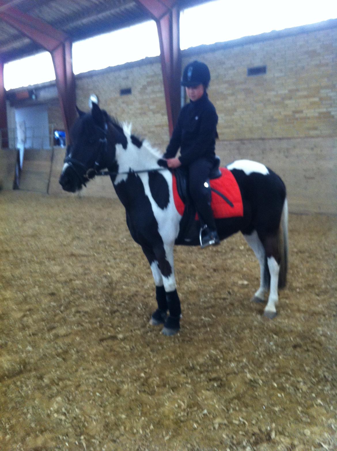 Anden særlig race Bonni billede 15