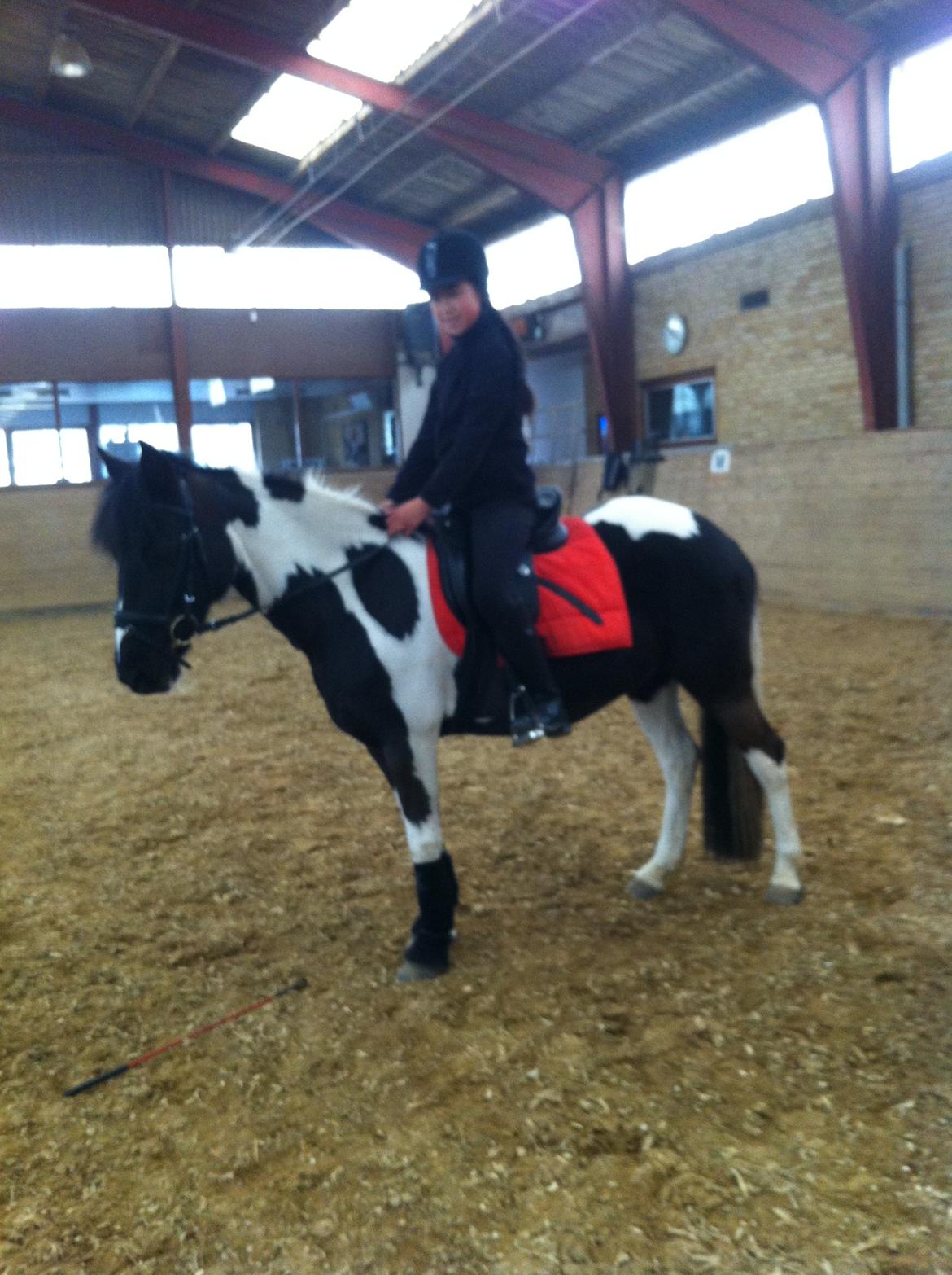 Anden særlig race Bonni billede 16