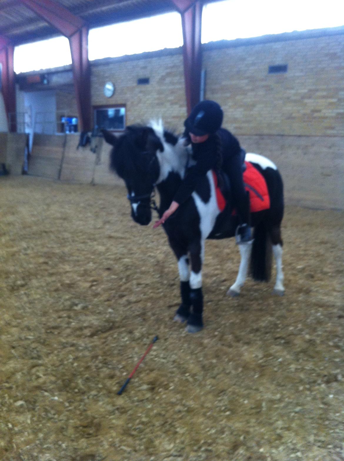 Anden særlig race Bonni billede 17
