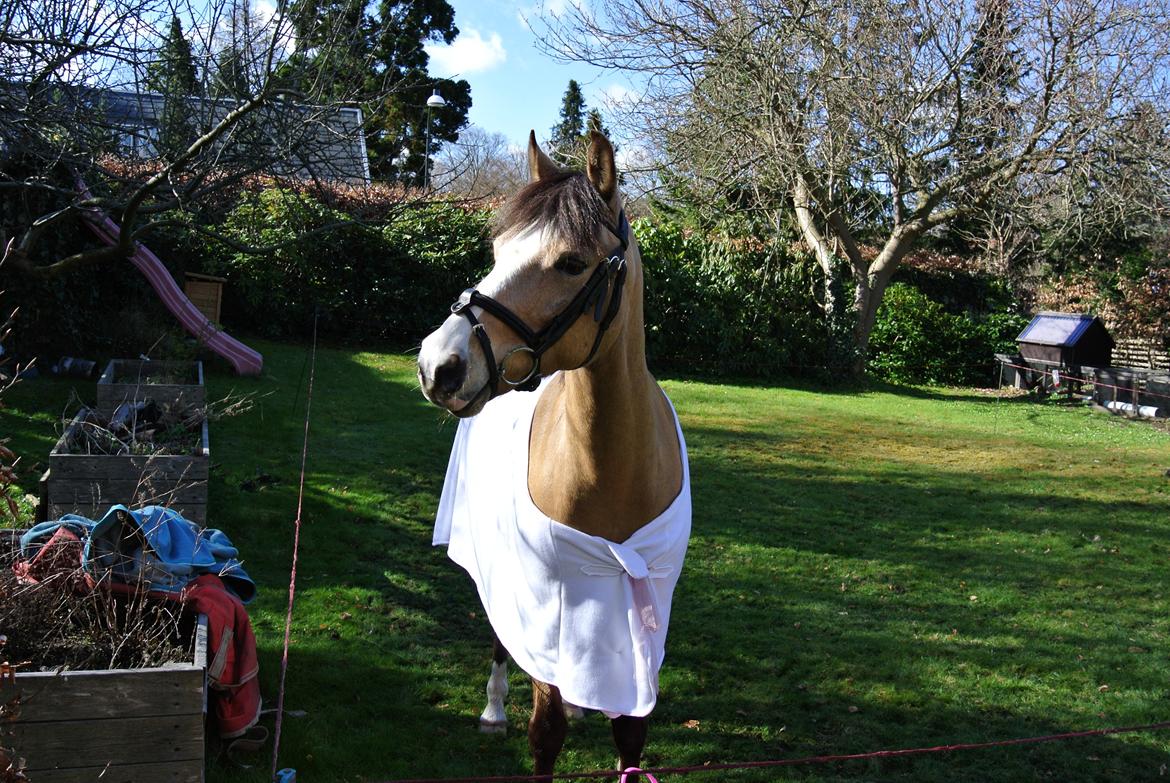 Welsh Partbred (Sec F) TIVALL <3 - Konfimation, Hjemme i min have billede 20